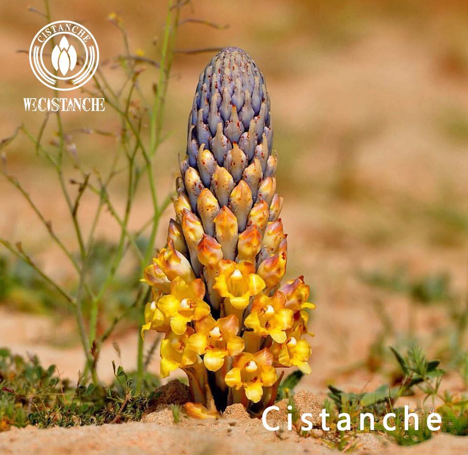 Cistanche deserticola