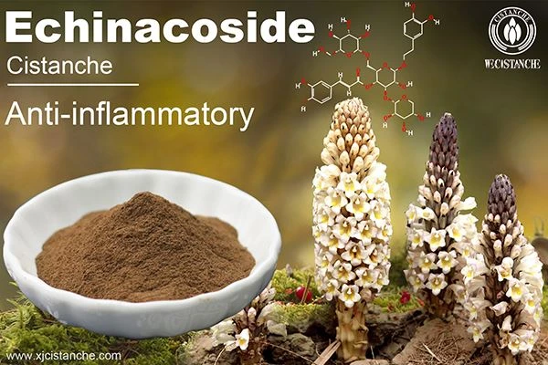 Cistanche Anti inlammatory Cistanche Anti inlammatory