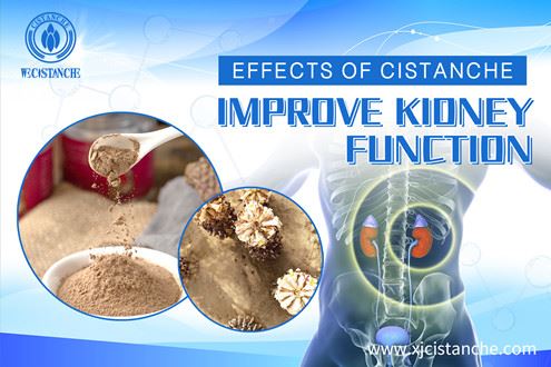 Cistanche improve kidney functions Cistanche improve kidney functions