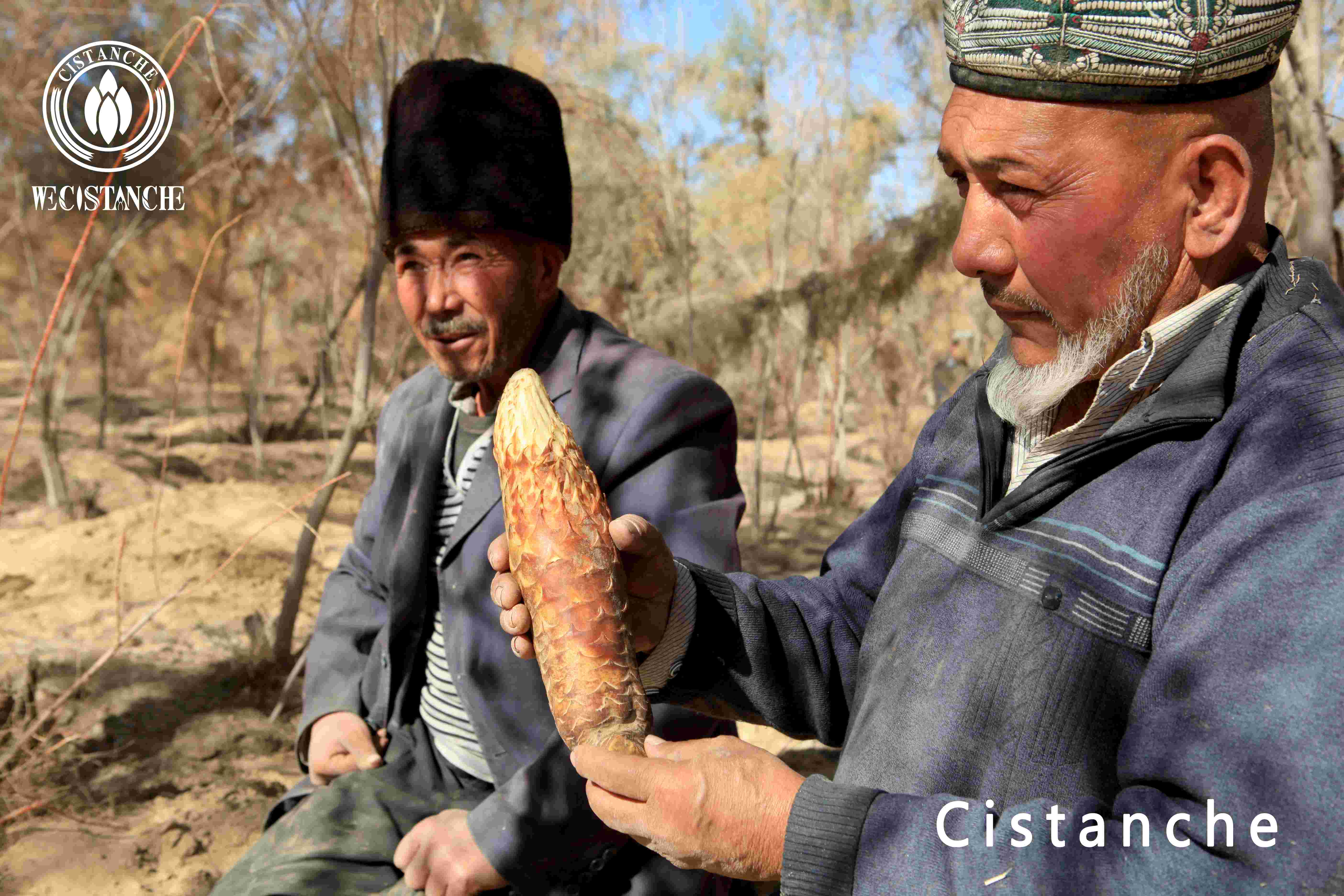 Cistanche tubulosa is suitable for people with weak constipation (elderly people, pregnant women, etc.)