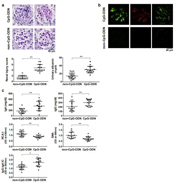 kidney