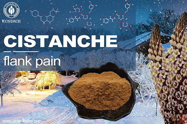 cistanche for kidney