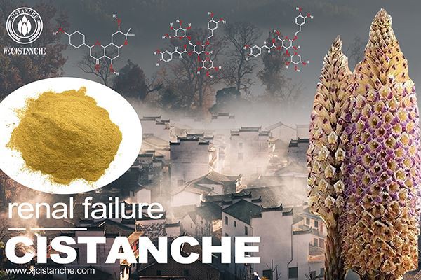 cistanche can improve kidney function