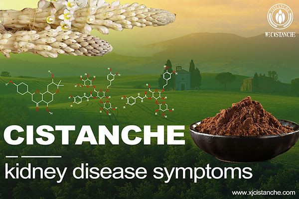 cistanche for kidney disease symptoms