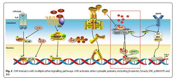 AhR interacts with multiple other signalling pathway