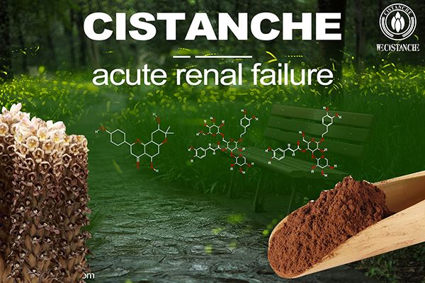 Cistanche can treat acute kidney injury Cistanche can treat acute kidney injury