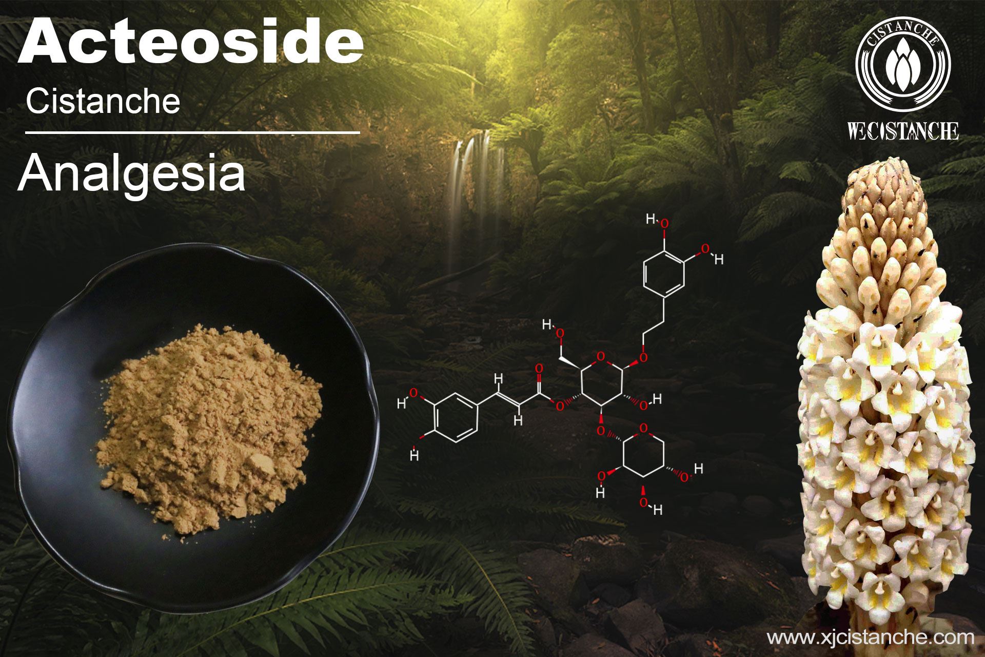 Acteoside of Cistanche