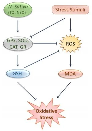 Figure 1. Protection against oxidative stress by black cumin and its constituents. Stress stimuli like CP and chlorpyrifos reduce antioxidant enzymes and elevate ROS and MDA levels, leading to oxidative stress, which was attenuated by N. sativa and TQ through a mechanism involving the upregulation of antioxidants enzymes and molecules, such as GPx, GR, SOD, CAT, and GSH and the subsequent reduction of ROS and MDA levels. CAT, Catalase; GPx, Glutathione peroxidase; GSH, Glutathione; GR, Glutathione reductase; MDA, Malondialdehyde; NSO, N. sativa oil; ROS, Reactive oxygen species; SOD, Superoxide dismutase; TQ, Thymoquinone. Figure 1. Protection against oxidative stress by black cumin and its constituents. Stress stimuli like CP and chlorpyrifos reduce antioxidant enzymes and elevate ROS and MDA levels, leading to oxidative stress, which was attenuated by N. sativa and TQ through a mechanism involving the upregulation of antioxidants enzymes and molecules, such as GPx, GR, SOD, CAT, and GSH and the subsequent reduction of ROS and MDA levels. CAT, Catalase; GPx, Glutathione peroxidase; GSH, Glutathione; GR, Glutathione reductase; MDA, Malondialdehyde; NSO, N. sativa oil; ROS, Reactive oxygen species; SOD, Superoxide dismutase; TQ, Thymoquinone.