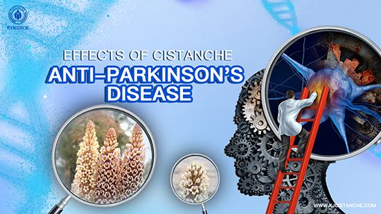 Traditional Chinese Medicine Cistanche can treat Parkinson's Disease Traditional Chinese Medicine Cistanche can treat Parkinson's Disease