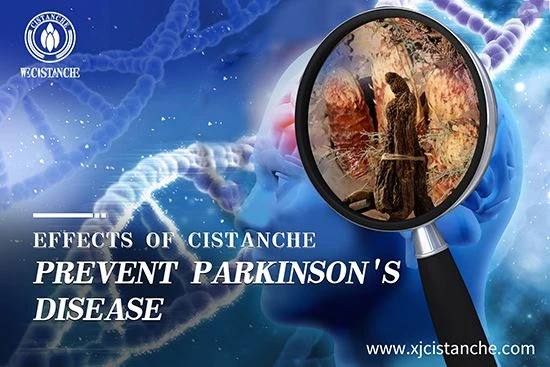 Traditional Chinese Medicine Cistanche can treat Parkinson's Disease Traditional Chinese Medicine Cistanche can treat Parkinson's Disease