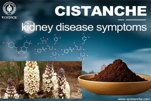 cistanche can treat kidney disease and symptoms