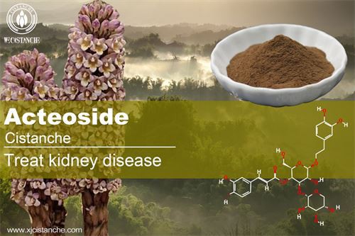 Cistanche deserticola prevents kidney disease, click here to get the sample