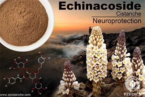 Cistanche deserticola have many effects Cistanche deserticola have many effects