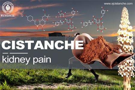 cistanche-kidney pain-4(28)