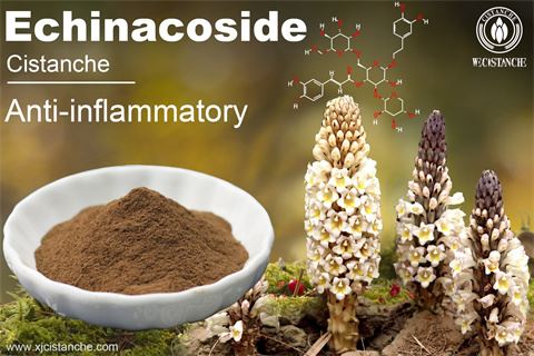 BENEFIT OF CISTANCHE BENEFIT OF CISTANCHE