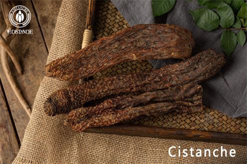cistanche herb