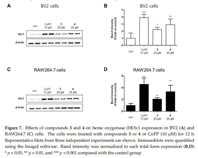 ffects of compounds 3 and 4 on heme oxygenase (HO)-1 expression in BV2 (A) and  RAW264.7 (C) cells. The cells were treated with compounds 3 or 4 or CoPP (10 μM) for 12 h. Representative blots from three independent experiments are shown. Immunoblots were quantified using  the ImageJ software. Band intensity was normalized to each total form expression (B and D). * p <  0.05, ** p < 0.01, and *** p < 0.001 compared with the control group. Figure 7. Effects of compounds 3 and 4 on heme oxygenase (HO)-1 expression in BV2 (A) and RAW264.7 (C) cells. The cells were treated with compounds 3 or 4 or CoPP (10 µM) for 12 h. Representative blots from three independent experiments are shown. Immunoblots were quantified using the ImageJ software. Band intensity was normalized to each total form expression (B,D). * p < 0.05, ** p < 0.01, and *** p < 0.001 compared with the control group.