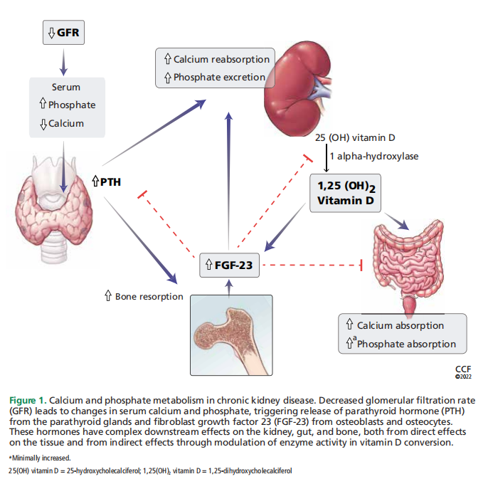 Figure 1. Calcium and phosphate metabolism in chronic kidney disease. Decreased glomerular filtration rate  (GFR) leads to changes in serum calcium and phosphate, triggering release of parathyroid hormone (PTH)  from the parathyroid glands and fibroblast growth factor 23 (FGF-23) from osteoblasts and osteocytes.  These hormones have complex downstream effects on the kidney, gut, and bone, both from direct effects  on the tissue and from indirect effects through modulation of enzyme activity in vitamin D conversion.