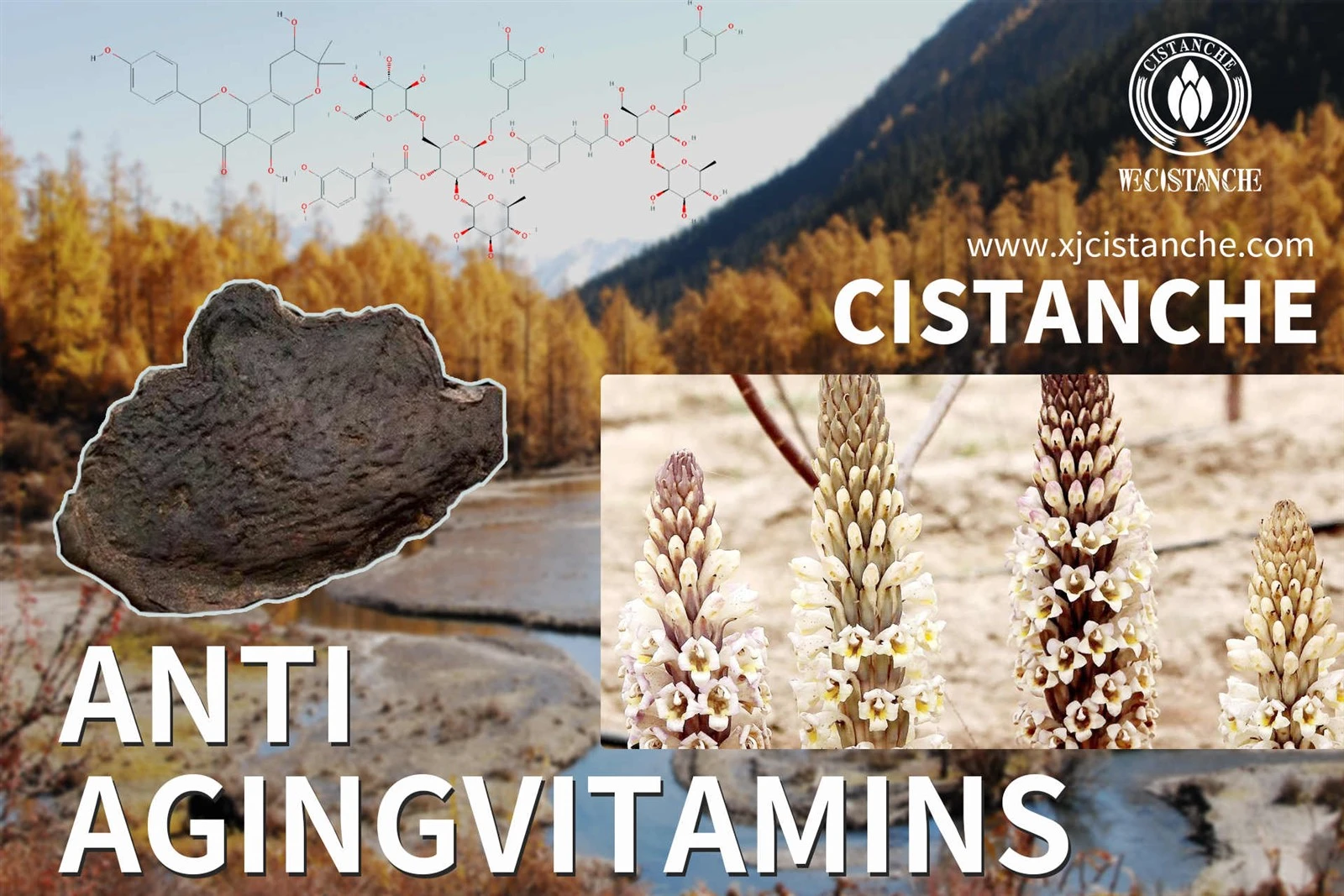 cistanche for sale