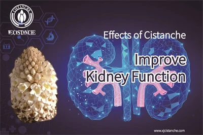 Cistanche benefits Cistanche benefits