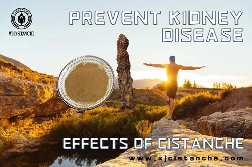 cistanche tubulosa extract