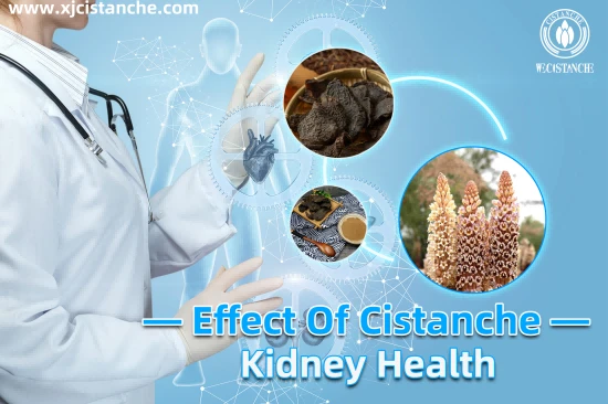 CISTANCHE EXTRACT WITH 25% ECHINACOSIDE AND 9% ACTEOSIDE FOR KIDNEY FUNCTION