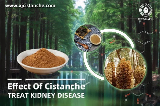 cistanche benefits for kidney function cistanche benefits for kidney function