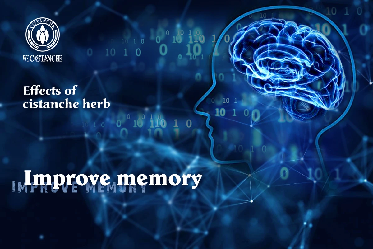cistanche tubulosa for improving memory and cognitive health